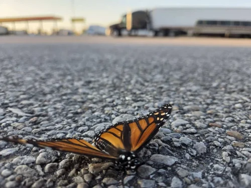 trucking-company-boise-id-arrowpoint-transport-9-7-2026-002